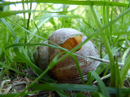 coquille, escargot, coquille d'escargot, poste vacant, herbe, plante, couleur verte, la nature, fermer, croissance, personne, terre, journée, mollusque, mise au point sélective, champ, aliments, gastéropode, la faune des animaux, en plein air, coquille animale, brin d'herbe, 4K, CC0, domaine public, libre de droits