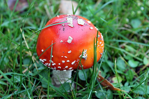 acoperi roșu agaric, puncte albe, luncă, iarbă, ciupercile otrăvitoare, toamnă, natură, roșu, frumuseţe, alimente, vegetal, plantă, ciupercă, creştere, a închide, ciuperca, zbura ciuperca agarica, nici o persoana, teren, să se concentreze asupra primelor elemente, zi, camp, prospeţime, mancare si bautura, frumusețe în natură, în aer liber, otrăvitor, 5K, CC0, domeniu public, fără drepturi de autor