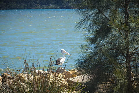 pelikán, řeka, Austrálie, pták, Příroda, voda, volně žijících živočichů, divoký, jezero, přírodní, zobák, zvíře, bílý, Pírko, krajina, venkovní, křídlo, život, skvělý, modrý, zelená, zvířata ve volné přírodě, zvířat, obratlovců, jednoho zvířete, rostlina, volavka, den, nikdo, strom, vodní pták, krása v přírodě, volavka popelavá, pláž, zvířecí krk, 5K, CC0, veřejná doména, bez autorských práv