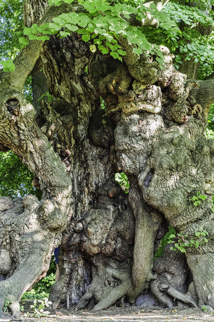 gammel, træ, kunstværk, tilgroet, gammelt træ, natur, Skov, log, naturlig træstamme, plante, træ kompleks, bark, blade, kunst, atmosfære, maleri, afdeling, humør, struktur, abstrakt, træstamme, dag, ingen mennesker, rod, bagagerum, vækst, mos, ru, tekstureret, skønhed i naturen, tæt på, udendørs, ro, plante del, jord, klippe, lichen, 5K