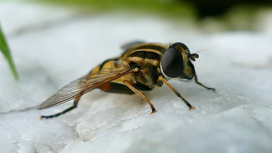 vabzdys, Hover Wasp, Uždaryti, makro, pobūdį, gyvūnų temos, gyvūnų gyvūnija, gyvūnas, gyvūnams, vienas gyvūnas, bestuburiai, Iš arti, nėra žmonių, dieną, gyvūnų kūno dalis, sutelkti dėmesį į naujas žinias, atrankinis dėmesys, lauke, visas ilgis, gyvūnų sparnas, skristi, vanduo, gyvūnų akis, 4K