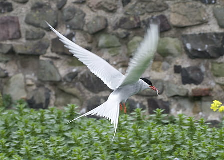 bird, flapping, wings, flying, worm, animal, farne islands, england, uk, nature, seagull, wildlife, animal Wing, feather, white, animal themes, animals in the wild, spread wings, one animal, vertebrate, animal wildlife, mid-air, no people, day, motion, plant, focus on foreground, beauty in nature, outdoors, white color, solid, 2K, CC0, public domain, royalty free