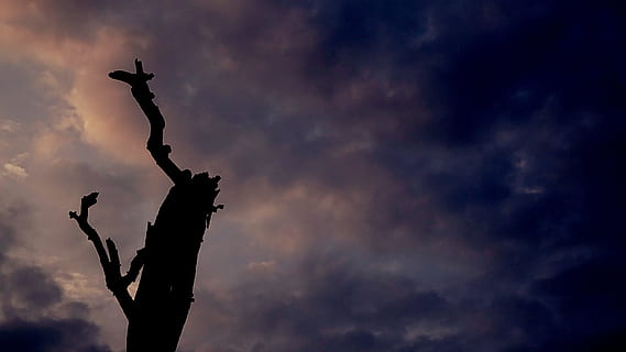 silhouette of tree, backlit, clouds, cloudy, dawn, dusk, nature, silhouette, sky, sunrise, sunset, cloud - sky, low angle view, no people, sadness, emotion, dramatic sky, outdoors, dark, storm, overcast, night, copy space, cloudscape, grief, 4K, CC0, public domain, royalty free