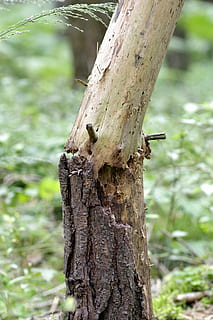 albero, rotto, tempesta, Konar, albero spezzato, distrutto, la corteccia dell'albero, tronco, rompere, vento, tronco d'albero, pianta, concentrarsi sulle conoscenze acquisite, natura, avvicinamento, giorno, terra, all'aperto, nessuno, crescita, temi animali, animale, fauna selvatica, animali allo stato selvatico, la tranquillità, legno - materiale, bellezza nella natura, foresta, abbaiare, 5K, CC0, dominio pubblico, privo di copyright