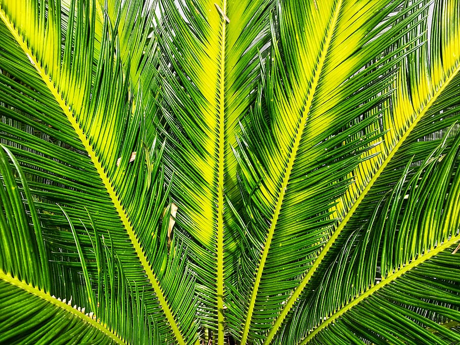 verd, palmell sago, palmera verda, full, fullatge, arbre, planta, color verd, part de la planta, creixement, fulla de palma, Palmera, naturalesa, primer pla, fons, bellesa a la natura, clima tropical, cap gent, marc complet, dia, patró natural, fronda, a l'aire lliure, falguera, fulles, 4K