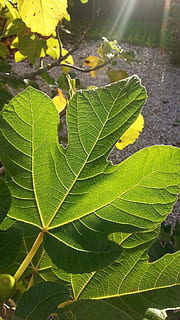 Frühling, Blatt, Feigenbaum, Sommer-, Hintergrundbeleuchtung, grüne Farbe, Tag, Natur, draußen, Wachstum, Pflanzenteil, Pflanze, Nahansicht, Sonnenlicht, Schönheit in der Natur, Blattvene, keine Leute, Baum, Fokus auf den Vordergrund, High Angle View, Wasser, fallen, Frische, Sonne, Blätter, 1080P, CC0, gemeinfrei, lizenzfrei