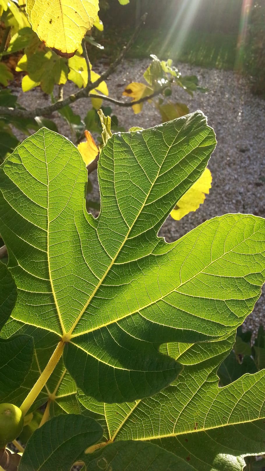 Frühling, Blatt, Feigenbaum, Sommer-, Hintergrundbeleuchtung, grüne Farbe, Tag, Natur, draußen, Wachstum, Pflanzenteil, Pflanze, Nahansicht, Sonnenlicht, Schönheit in der Natur, Blattvene, keine Leute, Baum, Fokus auf den Vordergrund, High Angle View, Wasser, fallen, Frische, Sonne, Blätter, 1080P
