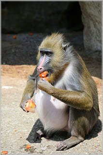 monkey, monkeys, fruit, delicacy, business, zoo, artis, holland, amsterdam, funny, nature, animal, animals, animal themes, animal wildlife, primate, animals in the wild, vertebrate, one animal, eating, food, mammal, day, no people, sitting, focus on foreground, food and drink, mouth open, sunlight, mouth, outdoors, baboon, 5K, CC0, public domain, royalty free