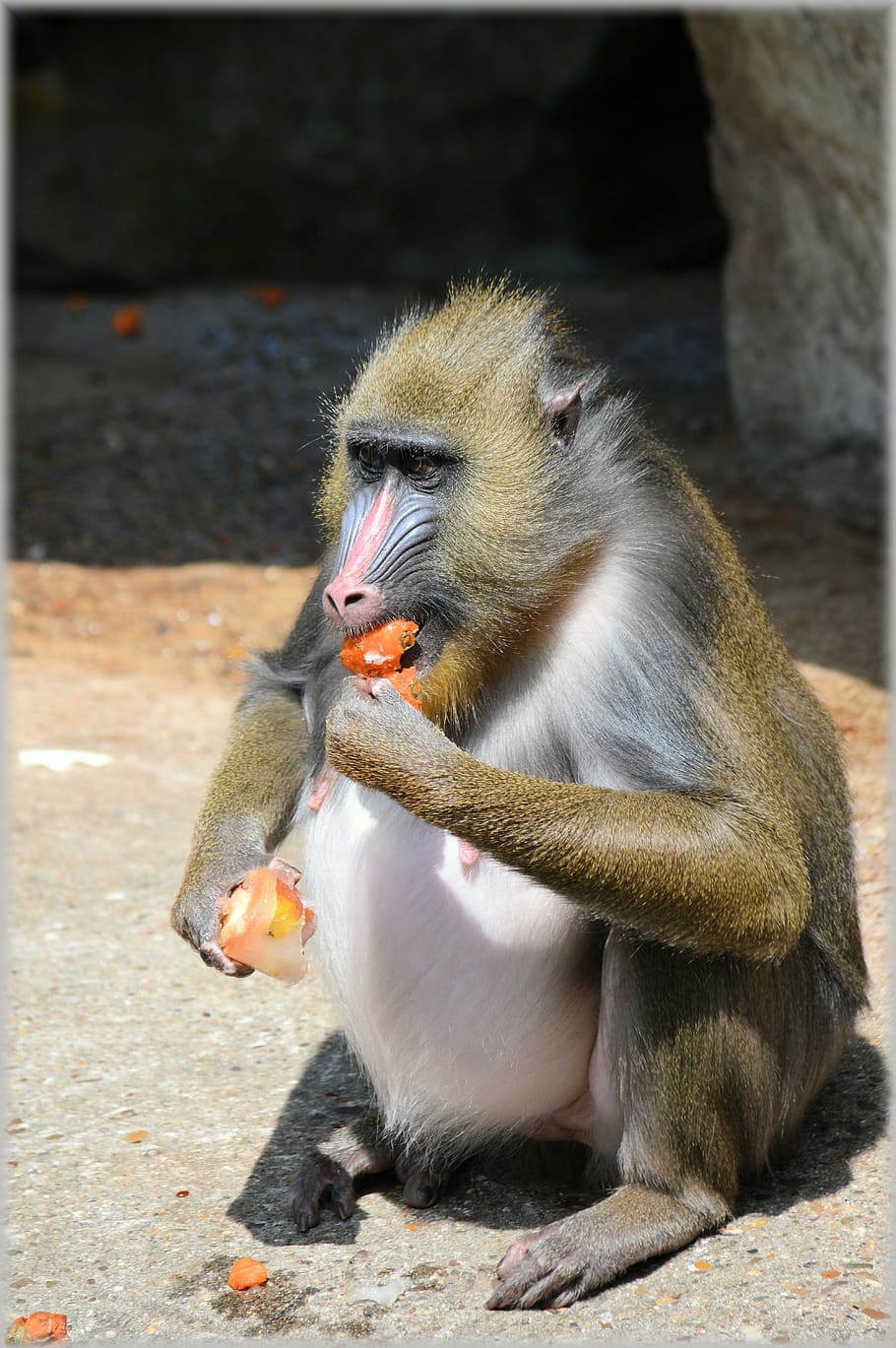 opice, opic, ovoce, pochoutka, podnikání, zoo, artis, Holandsko, amsterdam, legrační, Příroda, zvíře, zvířat, primát, zvířata ve volné přírodě, obratlovců, jednoho zvířete, jíst, jídlo, savec, den, nikdo, sedící, zaměřit se na popředí, jídlo a pití, ústa otevřená, slunečního světla, pusa, venku, pavián, 5K
