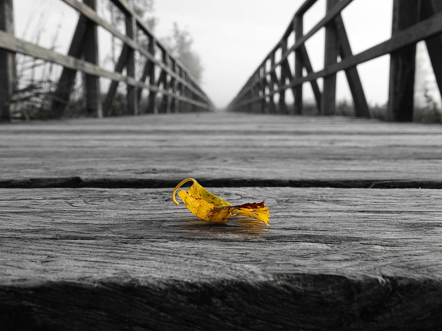 selektiv, Farbfoto, Gelb, Blatt, hölzern, Brücke, Netz, Schwarz-Weiss, gelbes Blatt, Weg, Unendlichkeit, Achtung, ein Tier, Brücke - künstliche Struktur, draußen, Transport, Tierthemen, Tag, Risiko, Straße, keine Leute, die Architektur, gebaute Struktur, Verbindung, Natur, Fokus auf den Vordergrund, Stadt, Holz - Material, Pflanzenteil, selektiver Fokus, Nahansicht, Herbst, Himmel, Veränderung, Oberflächenniveau, 5K