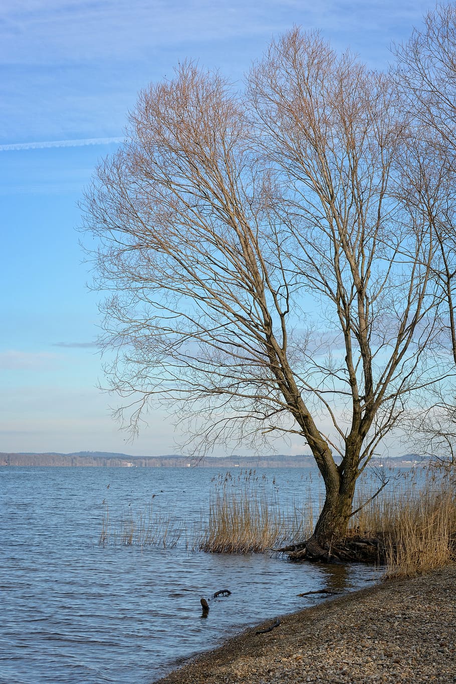træ, individuelt, vinter, Kahl, afdeling, grene, søen, bank, sø, kold, natur, vand, bare træ, himmel, scenics - natur, ro, skønhed i naturen, plante, rolig scene, fugl, ingen mennesker, dyre temaer, hvirveldyr, dag, dyr i naturen, hav, ikke-urbane scene, dyr, udendørs, horisont over vand, 5K