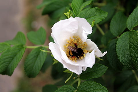 bee, flower, pollen, insect, summer, garden, closeup, plant, flowering plant, freshness, beauty in nature, petal, growth, leaf, plant part, flower head, fragility, vulnerability, close-up, invertebrate, nature, animals in the wild, white color, focus on foreground, no people, pollination, outdoors, 1080P, CC0, public domain, royalty free
