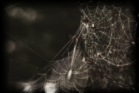 spider, web, cobweb, insect, creepy, black and white, macro, nature, outside, arachnophobia, close-up, fright, vignette, spider web, fragility, vulnerability, complexity, focus on foreground, no people, pattern, arachnid, beauty in nature, animal themes, animal, arthropod, selective focus, night, intricacy, invertebrate, natural pattern, outdoors, black background, 1080P, CC0, public domain, royalty free