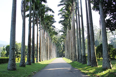 Bäume, Handflächen, Straßen, Pfade, Parks, tropisch, hell, sonnig, Tag, Sonnenlicht, Wald, Pflanzen, Grün, Blätter, Flora, hölzern, holzig, Stauden, Stämme, Baum, der Weg nach vorn, Pflanze, Richtung, Baumstamm, Kofferraum, Natur, Straße, Wachstum, in einer Reihe, abnehmende Perspektive, keine Leute, von Bäumen gesäumt, Palme, Ruhe, Fußweg, Transport, Himmel, Schönheit in der Natur, draußen, lange, Bambuspflanze, 4K, CC0, gemeinfrei, lizenzfrei