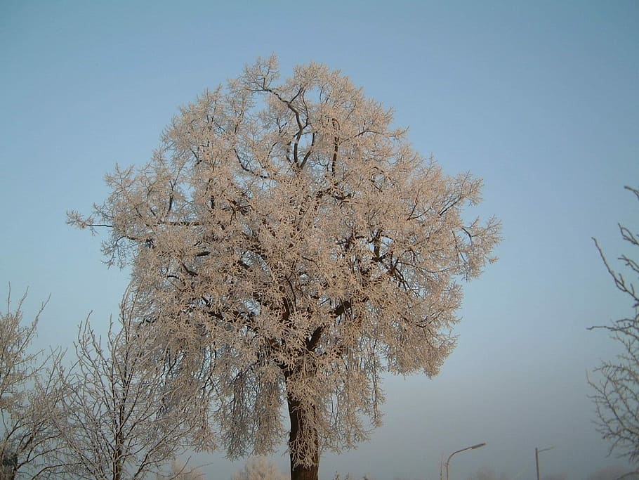 vinter, isvand, is, vand, træ, natur, efterår, afdeling, udendørs, skønhed i naturen, plante, himmel, ro, ingen mennesker, skyfri himmel, vækst, dag, rolig scene, forår, scenics - natur, lav vinkel visning, blomstre, friskhed, lave om, kirsebær blomst, Kirsebærtræ, 720P