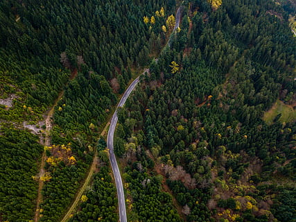 oiseau, vue sur la forêt, vue d'oiseau, arbres forestiers, arbre, plante, paysages - nature, beauté dans la nature, paysage, vue grand angle, tranquillité, route, scène tranquille, forêt, environnement, la nature, terre, vue aérienne, croissance, personne, scène non urbaine, transport, couleur verte, Montagne, en plein air, pinède, au dessus de, conifère, 4K, CC0, domaine public, libre de droits