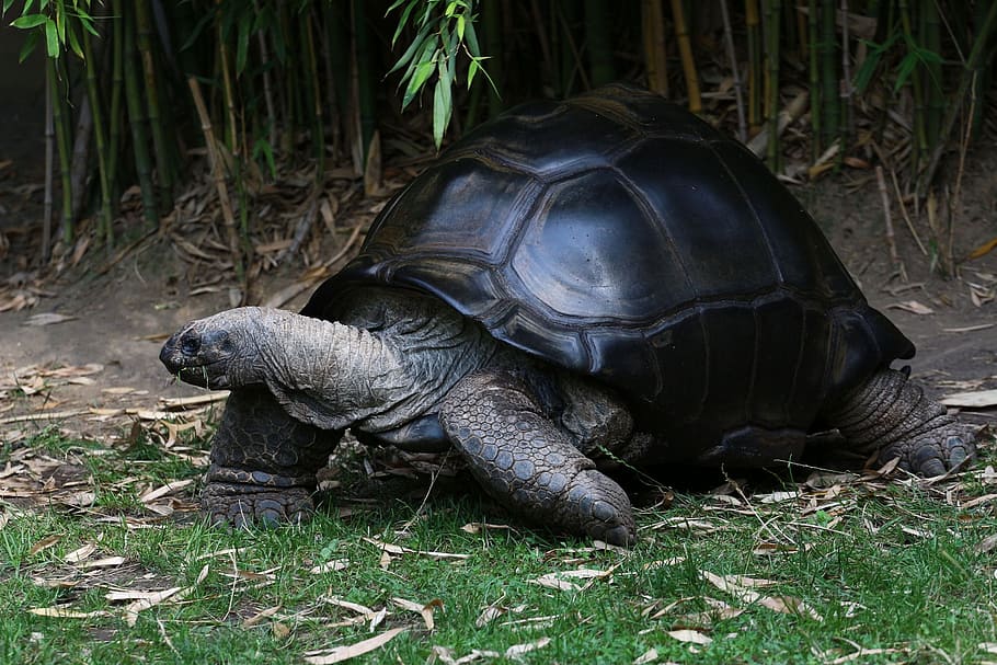 negre, marró, tortuga, verd, herba, herba de bambú, tortuga gegant, panzer, gran, rèptil, animal, temes d'animals, fauna animal, vertebrats, naturalesa, terra, animals a la natura, camp, dia, cap gent, un animal, planta, closca de tortuga, a l'aire lliure, shell, closca d’animals, 1080P