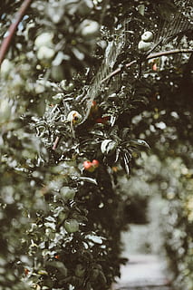 manzanas, creciente, casa en el parque, petersfield, selectivo, fotografía de enfoque, Fruta, árbol, hoja, manzana, telaraña, bosque, huerta, verde, planta, naturaleza, crecimiento, invierno, temperatura fría, día, enfoque selectivo, nieve, nadie, de cerca, centrarse en primer plano, agua, belleza en la naturaleza, al aire libre, mojado, frescura, congelado, nevando, 4K, CC0, dominio público, libre de derechos