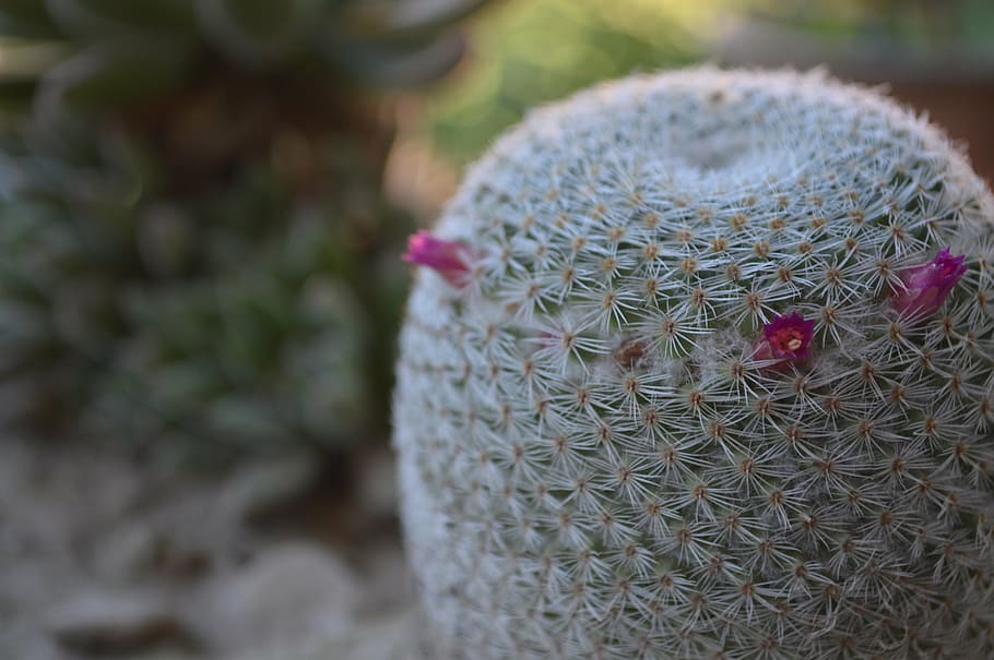 cactus, textura, verd, plantes, barbada, espines, flora, naturalesa, espinós, desert, planta, cap gent, primer pla, centrar-se en primer pla, dia, flor, planta amb flors, a l'aire lliure, art i artesania, creixement, animal, artesania, patró, sol objecte, temes d'animals, color verd, planta suculenta, barret, motiu floral, 5K
