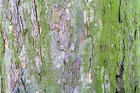 albero, platanus, la corteccia, struttura, astratto, modello, natura, tronco, tronco d'albero, fotogramma intero, pianta, nessuno, strutturato, sfondi, terra, avvicinamento, crescita, ruvido, legno - materiale, colore verde, giorno, all'aperto, foresta, la tranquillità, abbaiare, lichene, 5K, CC0, dominio pubblico, privo di copyright