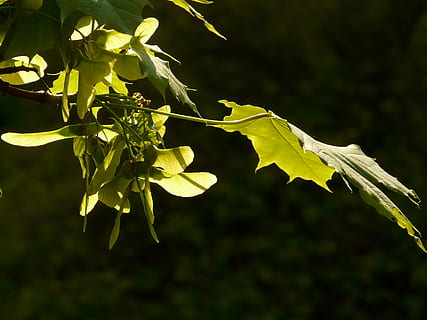 maple, maple leaf, leaf, tree, green, veins, norway maple, acer platanoides, needle leaf maple, sun, light, illuminate, maple fruit, fliegerle, rotation, column fruit, helicopter, seeds, plant, growth, beauty in nature, close-up, plant part, nature, no people, freshness, fragility, focus on foreground, vulnerability, yellow, green color, flowering plant, flower, sunlight, day, outdoors, petal, flower head, leaves, 2K, CC0, public domain, royalty free