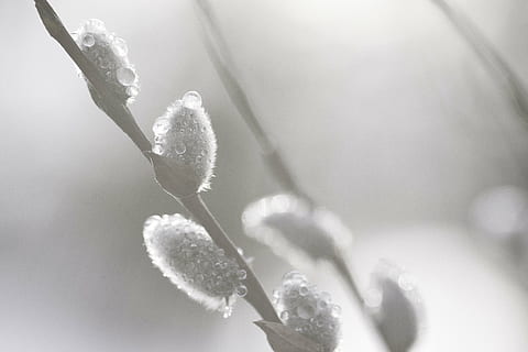 vide, vår, påsk, natur, växt, närbild, vinter-, kall temperatur, skönhet i naturen, inget folk, dag, frysta, is, snö, selektiv fokusering, fitta pil, fokusera på förgrunden, kvist, utomhus, tillväxt, lugn, vit färg, mjukhet, renhet, starkt upplyst, 5K, CC0, offentligt domän, royaltyfria