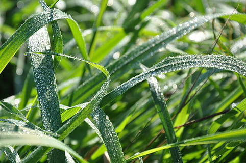 herba, rosada, caiguda de rosada, full, naturalesa, sol, tirar, frescor, color verd, planta, humit, primer pla, aigua, gota de pluja, creixement, pluja, part de la planta, bellesa a la natura, cap gent, fulla d'herba, dia, centrar-se en primer pla, a l'aire lliure, puresa, 4K, CC0, domini públic, lliure de regalies