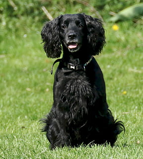 Cocker spaniel, hond, cocker, spaniel, huisdier, werkende cocker, jachthond, hoektand, huisdieren, huiselijk, één dier, dierlijke thema's, dier, zoogdier, zwarte kleur, gras, gewerveld, fabriek, zittend, natuur, veld-, land-, dag, geen mensen, kraag, buitenshuis, 1080P, CC0, publiek domein, royaltyvrij