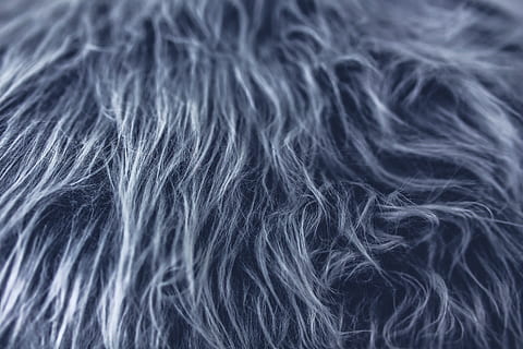 nærbillede foto, grå, dyrepels, pels, struktur, stof, designer, hår, baggrunde, menneskehår, fuld ramme, tæt på, studio skud, dyrehår, indendørs, hunde, hund, et dyr, frisure, blødhed, kæledyr, mennesker, husdyr, langt hår, sort baggrund, 5K, CC0, offentligt domæne, royaltyfrie