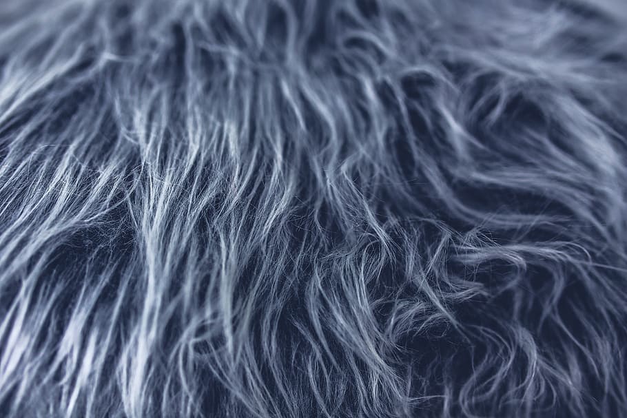 nærbillede foto, grå, dyrepels, pels, struktur, stof, designer, hår, baggrunde, menneskehår, fuld ramme, tæt på, studio skud, dyrehår, indendørs, hunde, hund, et dyr, frisure, blødhed, kæledyr, mennesker, husdyr, langt hår, sort baggrund, 5K