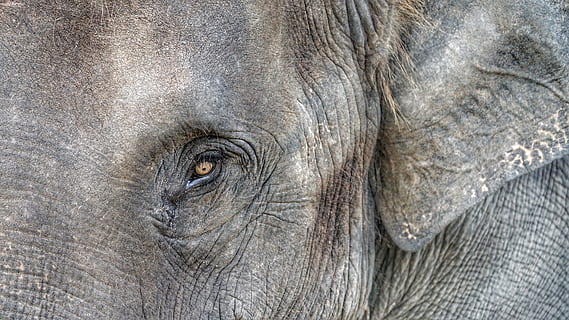 grauer Elefant, Elefant, Auge, Nahansicht, noch nie, vergisst, Tierthemen, Tierkörperteil, ein Tier, Tier, Tiere in freier Wildbahn, Tierwelt, keine Leute, Säugetier, grau, Wirbeltier, Tierkopf, Tierauge, Vollbild, Tierhaut, faltig, Tag, asiatischer Elefant, pflanzenfressend, 5K, CC0, gemeinfrei, lizenzfrei