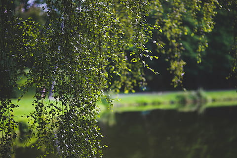 birk, træ, grøn, blad, blade, baggrund, plante, vækst, grøn farve, skønhed i naturen, natur, dag, ingen mennesker, fokus på forgrunden, vand, tæt på, friskhed, ro, selektiv fokusering, plante del, udendørs, sollys, jord, 5K, CC0, offentligt domæne, royaltyfrie