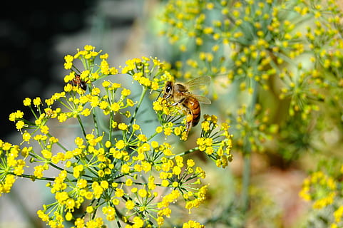 pieni kukka, mehiläinen, muurahainen, keltainen, siitepöly, pollinating, pieni, kukka, hyönteinen, kukka-, kukoistava, pölytys, eläinten teemoja, eläin, eläinten villieläimet, yksi eläin, eläimiä, kasvi, selkärangaton, kauneus luonnossa, tuoreus, hauraus, luonto, alttius, kasvu, terälehti, ei ihmisiä, kukka pää, ulkona, kevät, 2K, CC0, public domain, rojaltivapaa