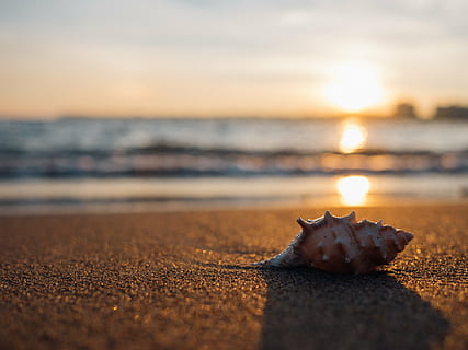 bruin, schelp, grijs, zand, strand, kust, en, zeeschelp, zomer, vakantie, oceaan, strand achtergrond, zomervakantie, tropisch strand, zonsondergang, kom tot rust, strandzand, hemel, zee, natuur, zonlicht, buitenshuis, geen mensen, horizon over water, land-, dier, water, dierlijke thema's, zoogdier, één dier, selectieve aandacht, ontspanning, kat, huisdieren, dag, huiselijk, oppervlakteniveau, 4K, CC0, publiek domein, royaltyvrij