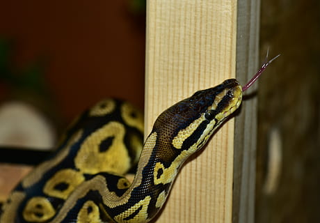 snake, python, ball python, cute, constrictor, beauty, reptile, scale, close, python regius, creature, foraging, terrarium, snakehead, yellow, non toxic, mouse hunter, animal themes, animal, one animal, animal wildlife, vertebrate, animals in the wild, focus on foreground, close-up, animal body part, no people, animals in captivity, outdoors, nature, zoo, animal scale, day, poisonous, gecko, animal head, rainforest, profile view, 4K, CC0, public domain, royalty free