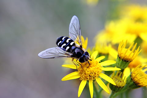 hoverfly, haşarat, böcek, çiçek, Sarı, kanatlar, doğa, Bahçe, makro, yaz, bitki, hayvan, doğal, bahar, sarı çiçekler, yaban hayatı, yeşil, nektar, polen, parlak, küçük, vahşi, Çiçek açmak, çimen, bal arısı, kapat, sinek, fauna, yaprakları, tek, renkli, sezon, bir hayvan, hayvan temaları, kırılganlık, vahşi hayvanlar, çiçekli bitki, omurgasız, doğada güzellik, hayvan yaban hayatı, Güvenlik açığı, taçyaprağı, tazelik, çiçek kafa, kapatmak, hayvan kanadı, çiçeklenme, tozlaşma, insansız, kelebek - böcek, açık havada, 5K, CC0, kamu malı, telif ücretsiz