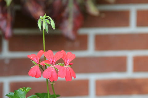 flowers, geranium, red, flower, plant, flowering plant, fragility, beauty in nature, vulnerability, freshness, close-up, growth, focus on foreground, leaf, plant part, nature, architecture, no people, petal, pink color, brick, flower head, inflorescence, outdoors, 5K, CC0, public domain, royalty free