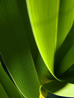 planta de fulla verda, full, resum, verd, textura, contrast, llum, fons verd, fons abstracte, part de la planta, color verd, planta, naturalesa, primer pla, cap gent, creixement, bellesa a la natura, patró natural, frescor, fons, vena de la fulla, llum solar, dia, marc complet, clima tropical, botànica, Palmera, fulla de palma, a l'aire lliure, fulles, 4K, CC0, domini públic, lliure de regalies