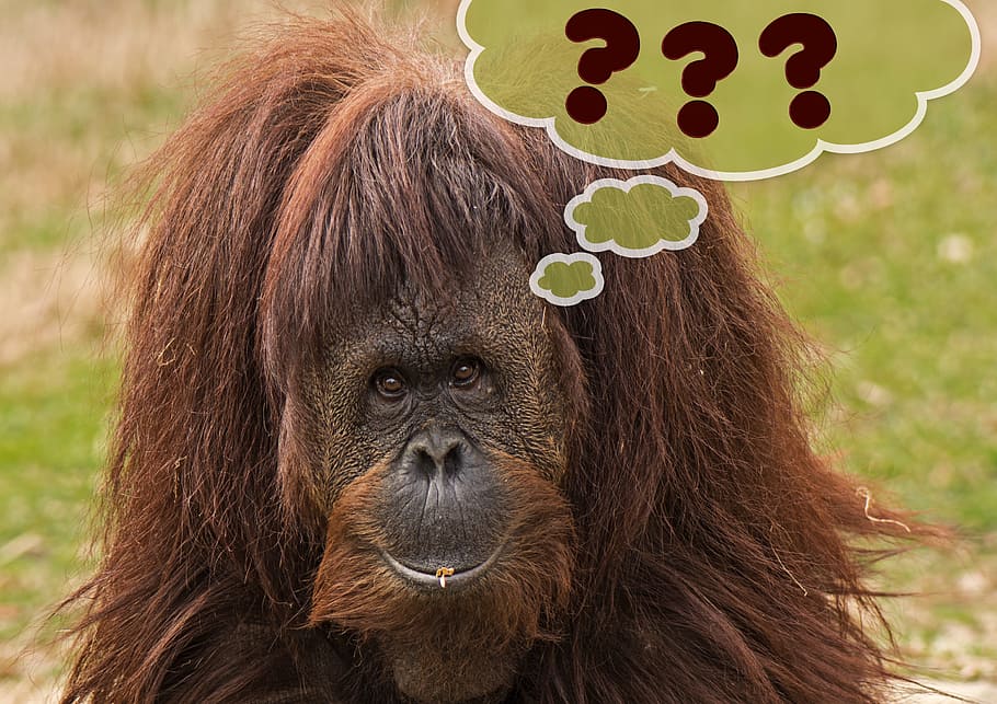 mico, ??? superposició de text, marró, orangutan, herba, primat, orang utan, expressió, signe d'interrogació, bombolla de pensament, pensar, ulls, cabell, divertit, pelut, un animal, animal, fauna animal, retrat, mirant la càmera, mamífer, animals a la natura, naturalesa, gent, centrar-se en primer pla, vertebrats, dia, primer pla, a l'aire lliure, 2K
