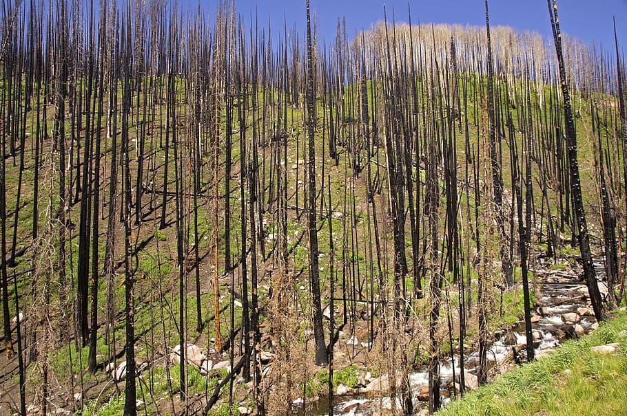fogo florestal, queimar, queimado, fogo, floresta, natureza, Preto, árvore, natural, meio Ambiente, exterior, madeira, desastre, pinho, destruir, panorama, crescimento, ninguém, ao ar livre, plantar, grama, terra, tranquilidade, cena tranquila, beleza na natureza, cena não urbana, scenics - natureza, dia, cor verde, céu, controlo remoto, tronco, tronco de árvore, Pinheiro, árvore conífera, floresta de pinheiros, bambu - planta, 4K