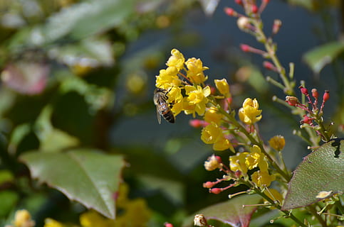 abella, pol·len, treballador, insecte, flor, primavera, naturalesa, planta amb flors, invertebrat, temes d'animals, creixement, animals a la natura, un animal, fauna animal, animal, bellesa a la natura, fragilitat, planta, vulnerabilitat, frescor, primer pla, centrar-se en primer pla, pètal, polinització, cap de flor, cap gent, a l'aire lliure, 4K, CC0, domini públic, lliure de regalies