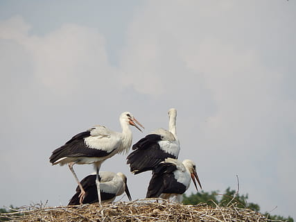 storke, fugle, fatning, ung, fugl, stork, dyr, natur, dyreliv, dyre rede, udendørs, næb, dyr i naturen, dag, fuld længde, gruppe af dyr, dyre temaer, hvirveldyr, ingen mennesker, himmel, to dyr, sky - himmel, samvær, perching, skønhed i naturen, sidebillede, dyre familie, 4K, CC0, offentligt domæne, royaltyfrie