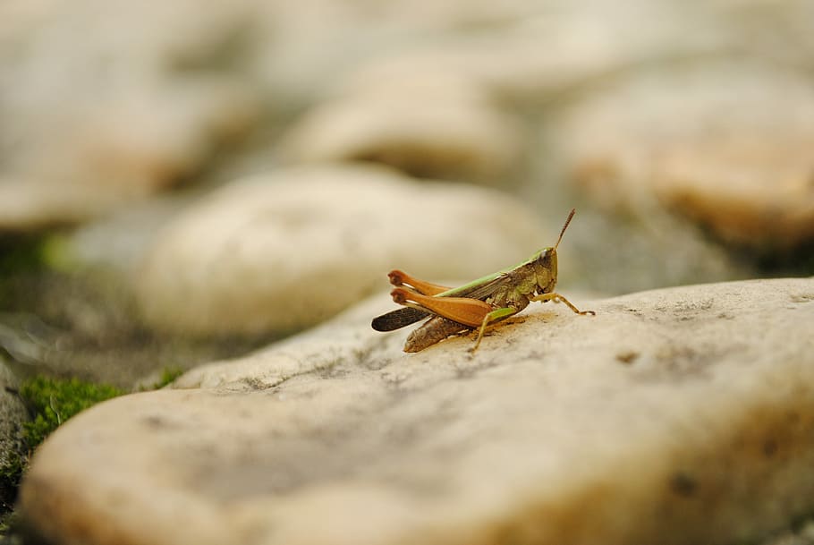 marró, Llagosta, selectiu, focalitzar la fotografia, pedra, cricket, insecte, rock, naturalesa, vida salvatge, focu, natural, herba, animal, un animal, fauna animal, enfocament selectiu, animals a la natura, invertebrat, sòlid, rock - object, primer pla, dia, a l'aire lliure, gent, longitud completa, part del cos dels animals, nivell superficial, 4K