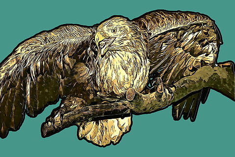 gràfics, digital, sas, branca, assegut, ala, ales, ocell, bolígraf, ploma, fons de colors, fauna animal, longitud completa, animals a la natura, un animal, temes d'animals, animal, vertebrats, rapinyaire, cap gent, naturalesa, dia, a l'aire lliure, arbre, posat, zoologia, cel, 1080P, CC0, domini públic, lliure de regalies