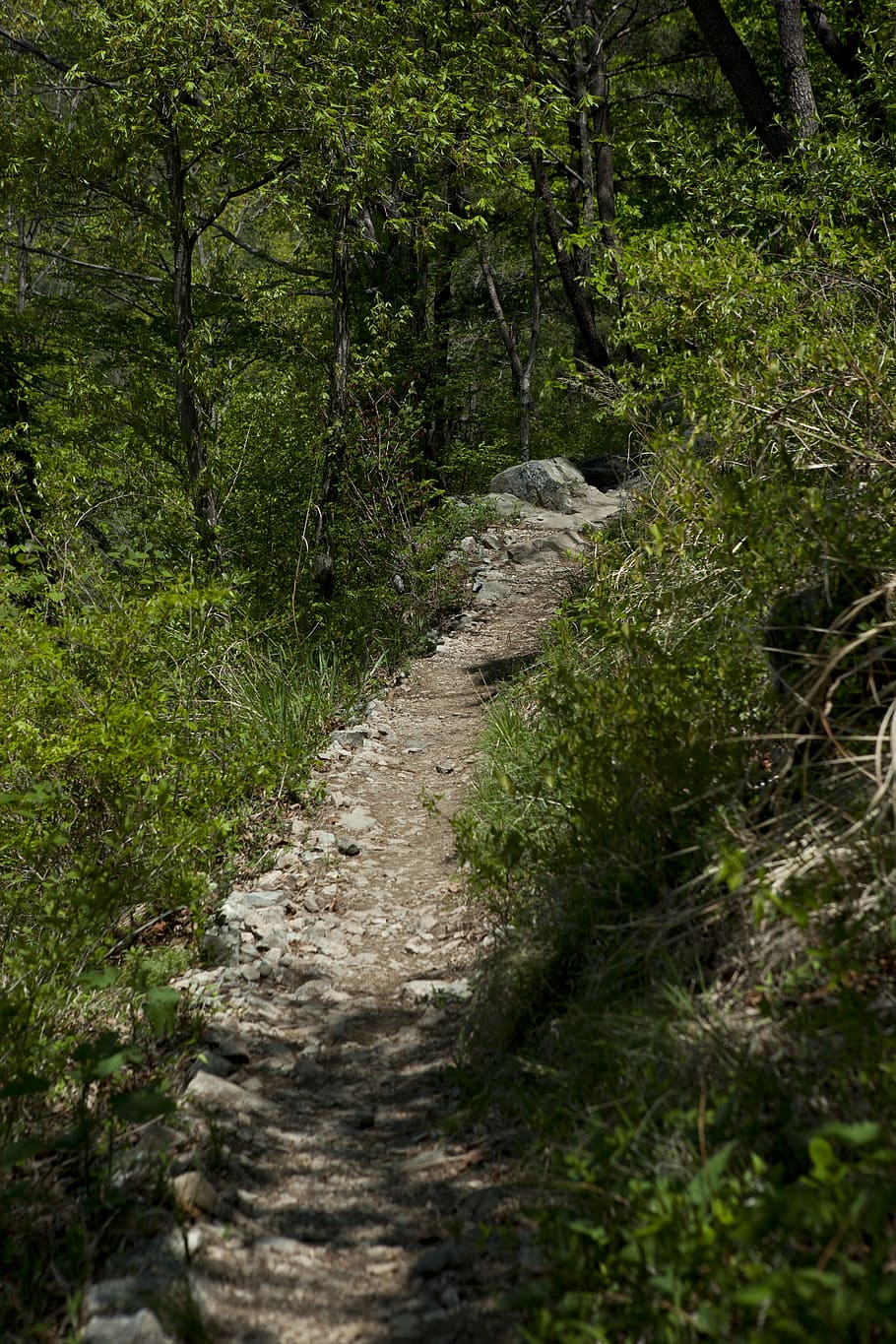 gil, sender de muntanya, seguiment, planta, arbre, bosc, sendera, terra, naturalesa, el camí a seguir, direcció, creixement, cap gent, color verd, tranquil·litat, bellesa a la natura, dia, escena tranquil·la, a l'aire lliure, escenics - natura, escena no urbana, paisatge, estret, ruta, 5K