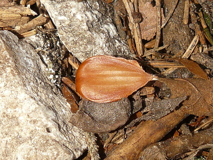 jir, fruct, fag, fagus sylvatica, Fagus, pădure, Podea de lemn, un animal, animale tematice, a închide, natură, gasteropod, animale în sălbăticie, nici o persoana, maro, zi, plantă, copac, texturată, vedere în unghi mare, trunchi de copac, trompă, stâncă, animale sălbatice, în aer liber, alimente, obiect de rocă, lemn - material, solid, uscat, ciupercă, 2K, CC0, domeniu public, fără drepturi de autor