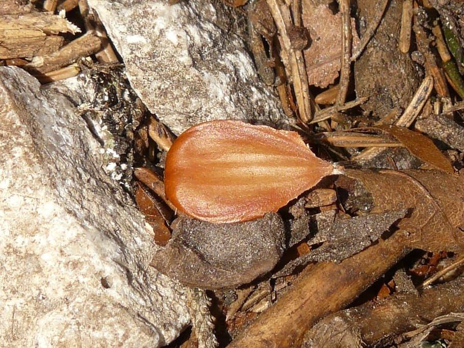 beechnut, fruita, faig, fagus sylvatica, fagus, bosc, sòl del bosc, un animal, temes d'animals, primer pla, naturalesa, gasteròpode, animals a la natura, cap gent, marró, dia, planta, arbre, textura, vista d’angle alt, tronc de l'arbre, tronc, rock, fauna animal, a l'aire lliure, menjar, rock - object, material de fusta, sòlid, sec, toadstool, 2K