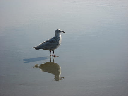 gabbiano, uccello, riflessione, riva, Pacifico, Oregon, costa, Newport, acqua, fauna selvatica, temi animali, animale, vertebrato, animali allo stato selvatico, un animale, nessuno, giorno, natura, lago, spiaggia, lungomare, vista laterale, appollaiati, all'aperto, 2K, CC0, dominio pubblico, privo di copyright