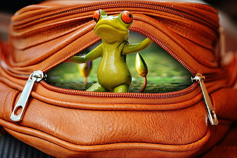 editado, foto, verde, Sapo de árvore, Castanho, mochila, sapo de árvore verde, rã, Bolsa, fecho eclair, abrir, engraçado, fofa, doce, ninguém, cor verde, fechar-se, dia, ao ar livre, Comida, vegetal, comida e bebida, cor laranja, couro, focar em primeiro plano, Pimenta, frescura, recipiente, têxtil, dentro de casa, cesta, Alimentação saudável, ainda vida, vermelho, acessório pessoal, 1080P, CC0, domínio público, royalty free