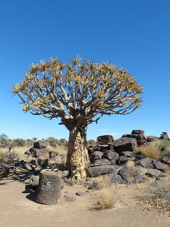 quiver tree, namibia, natur, træ, rock-objekt, tørt klima, ørken, solrig, blå, himmel, skyfri himmel, solid, plante, jord, klippe, ingen mennesker, miljø, skønhed i naturen, dag, landskab, sollys, ro, vækst, scenics - natur, udendørs, klima, 4K, CC0, offentligt domæne, royaltyfrie